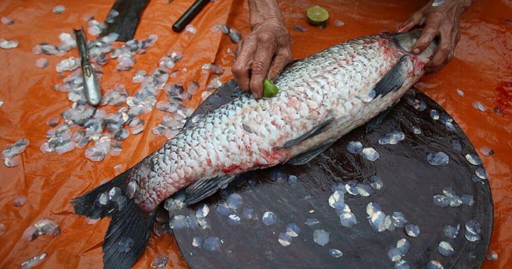 Cách nấu cá trắm nấu canh chua dứa ngọt mát thơm ngon 4 cách nấu cá trắm nấu canh chua dứa